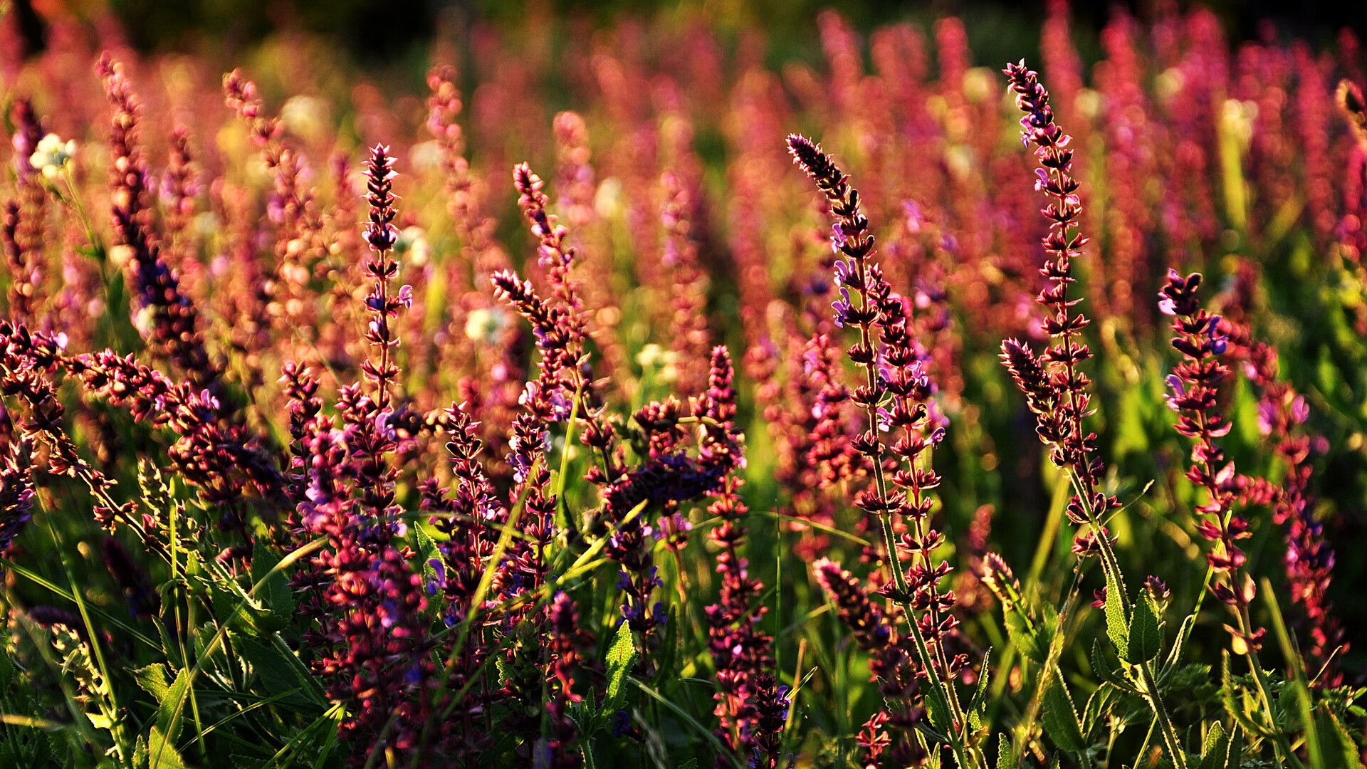 封喉利刃！詹姆斯单骑定乾坤，湖人绝境屠狼