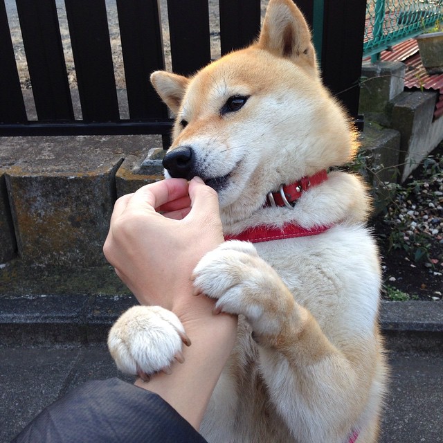 杀手范弗利特！三分里程碑击溃掘金，猛龙后场大脑终迎封神时刻