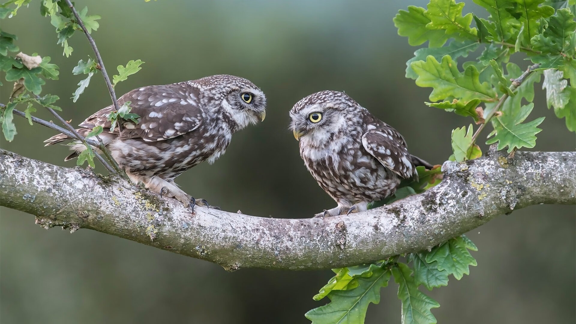 巴斯托尼持续制造杀伤，威尔士稳稳拿下巴黎，现代足球的矛与盾之舞