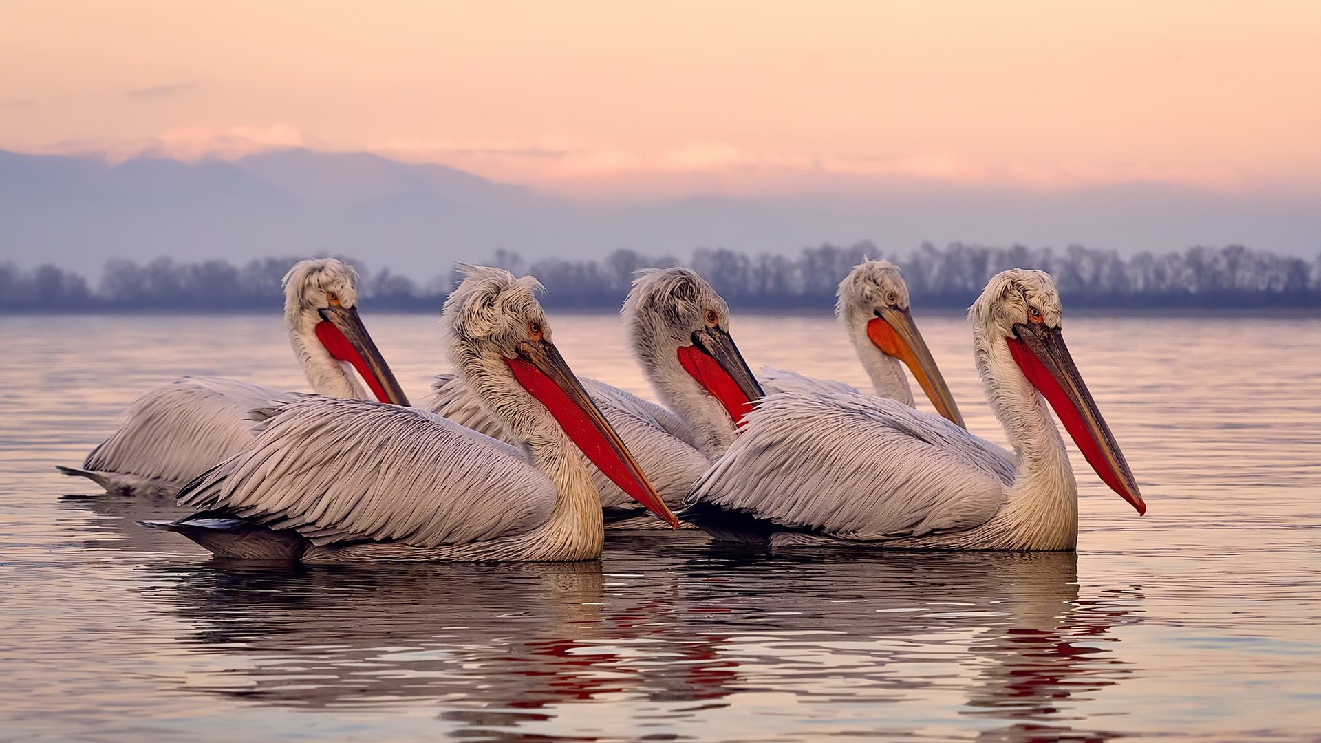 小联赛大未来，当班凯罗的持续杀伤成为中美篮球的通用语言