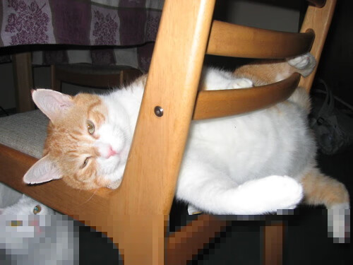 野兽苏醒！锡安爆发难救主，浙江队决胜局冷血带走尼克斯