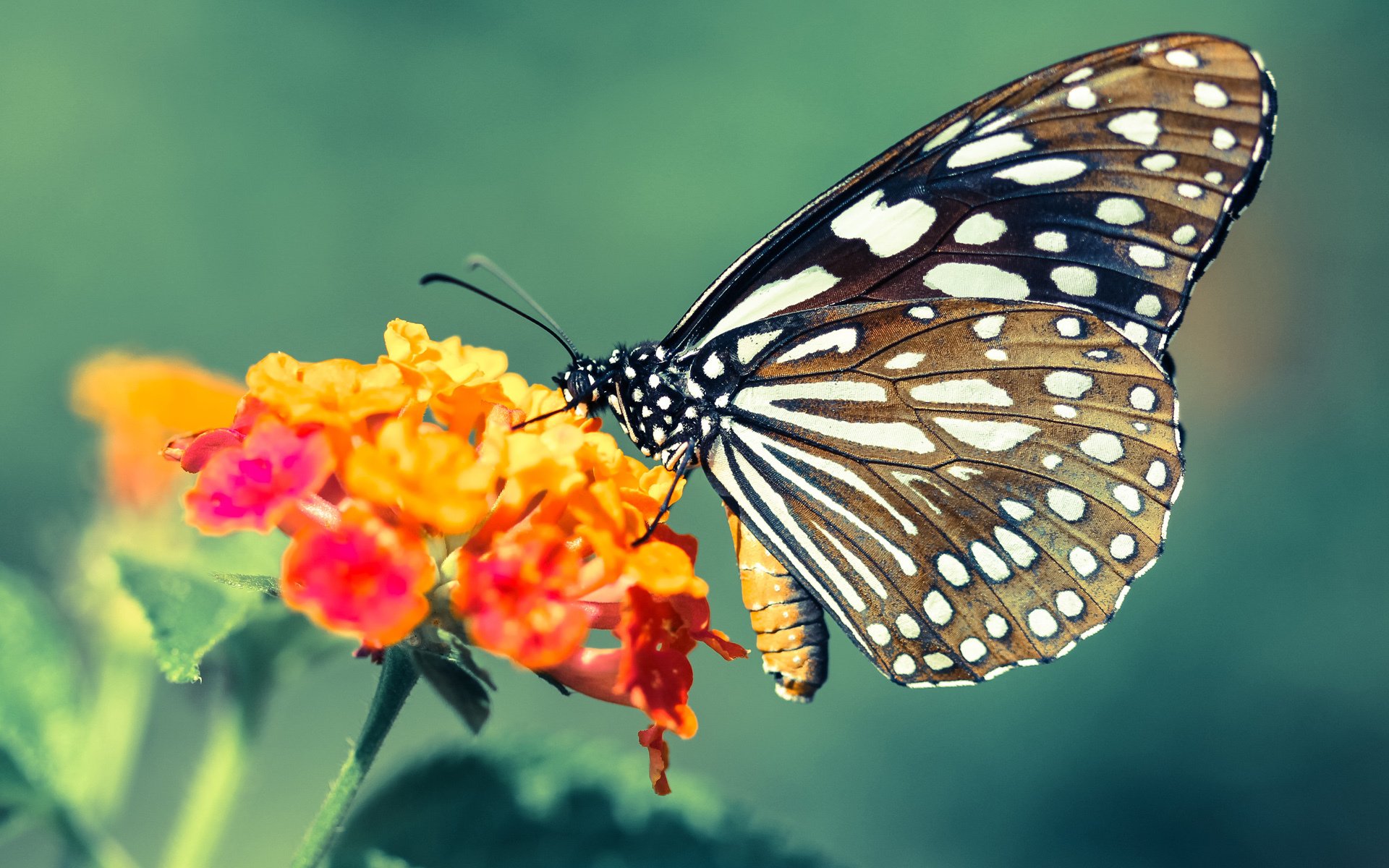 虚拟巅峰对决，拉什福德租借圣西罗献神作，AC米兰经典逆转利物浦