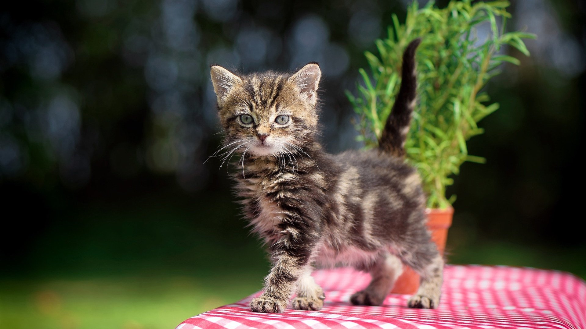 意甲焦点战之夜，阿坎吉关键回合不手软，铸就胜利传奇