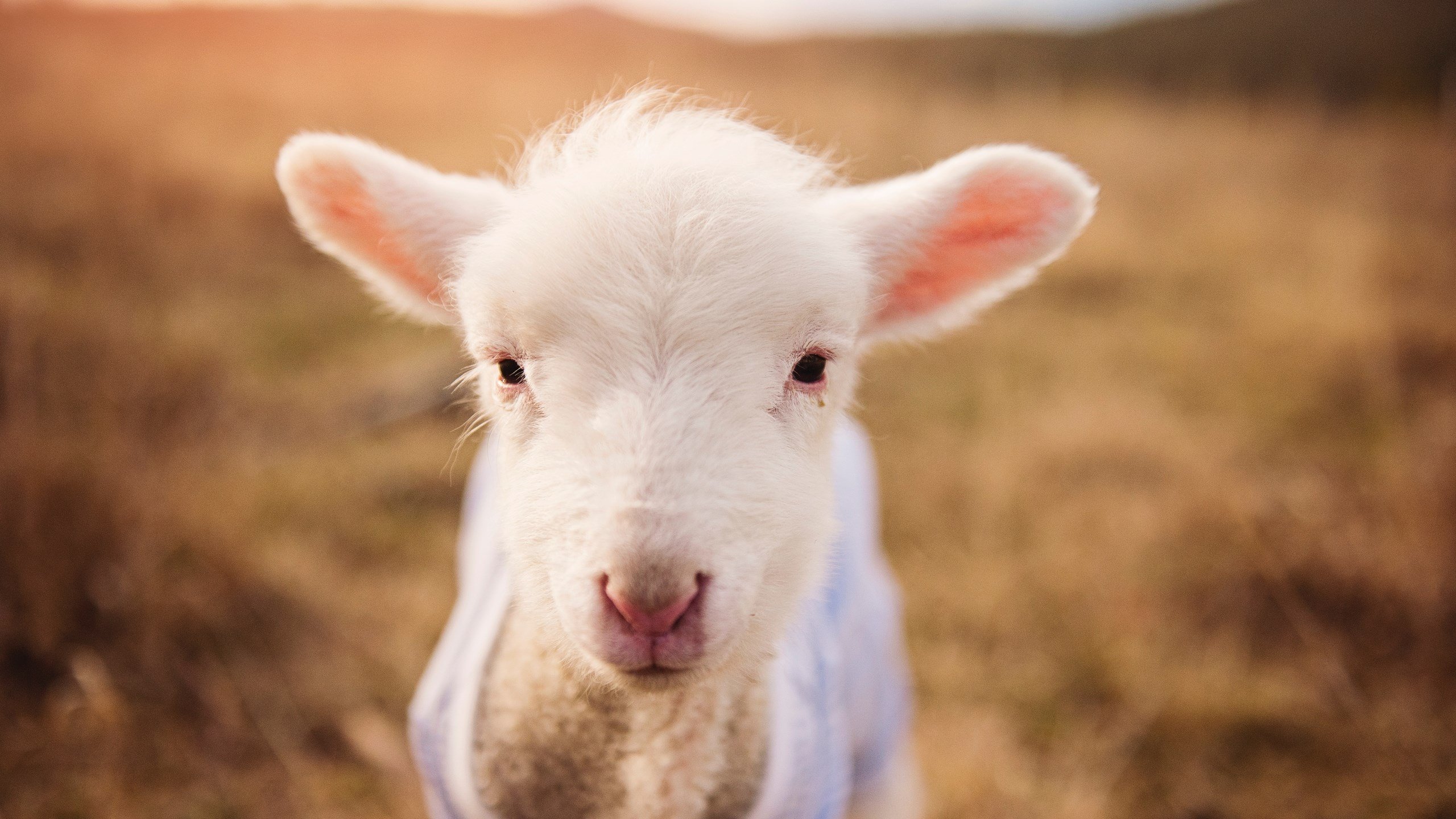 浙江男篮强势踏平雄鹿主场，班凯罗末节统治攻防成关键先生