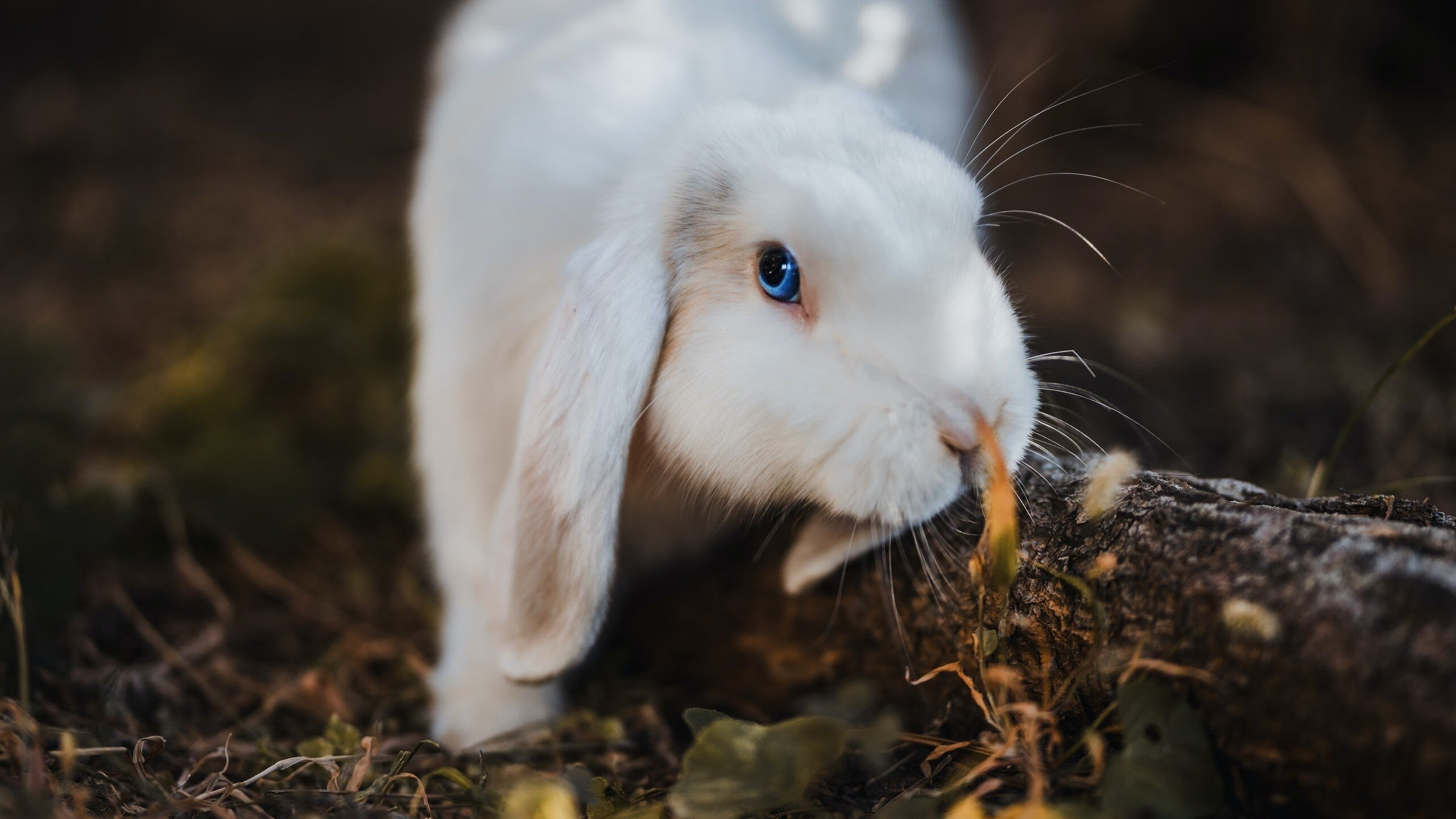 欧冠淘汰赛焦点战与太阳翻盘奇才,逆境中的体育之光