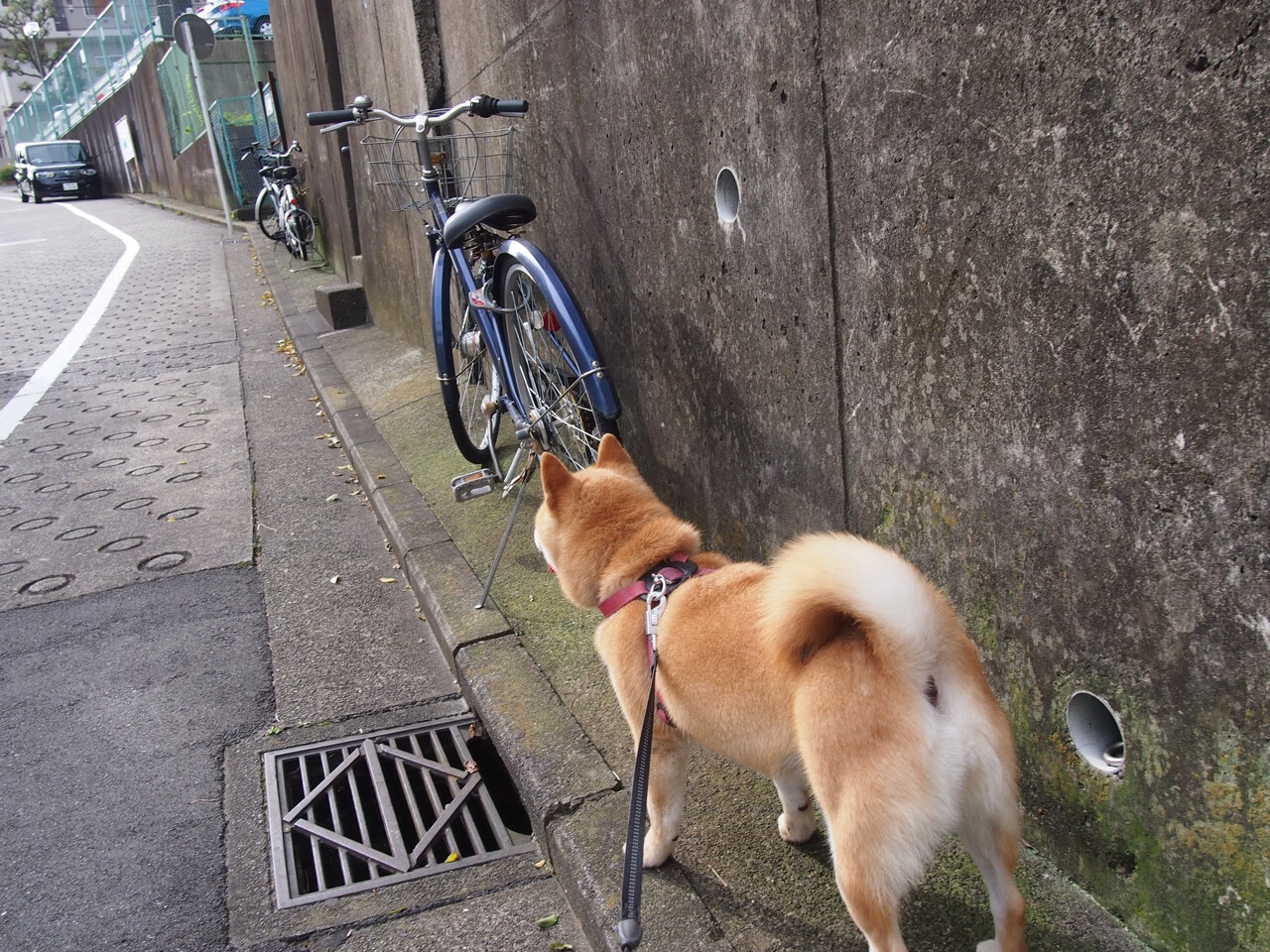 马德里德比烽烟再起，格列兹曼一剑封喉助马竞力克皇马