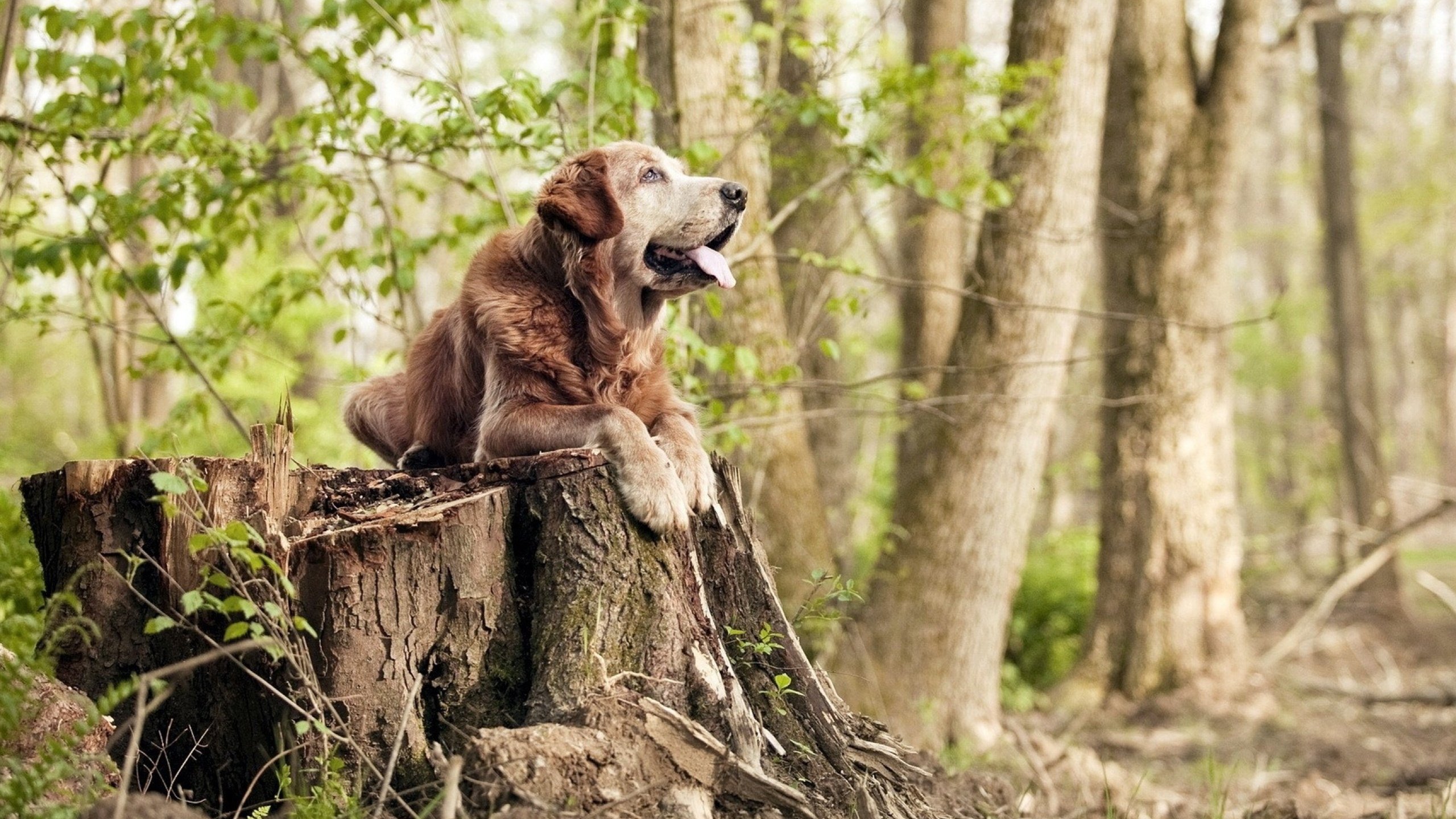 铁幕下的三分光芒，活塞窒息防守中，克莱跨越里程碑