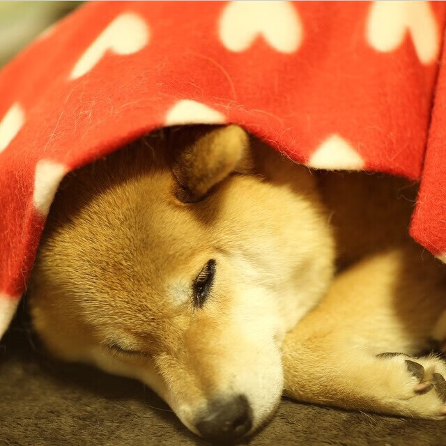 终场之光,奥亚尔萨瓦尔冠军级表现,国际米兰绝杀巴黎铸就欧冠传奇