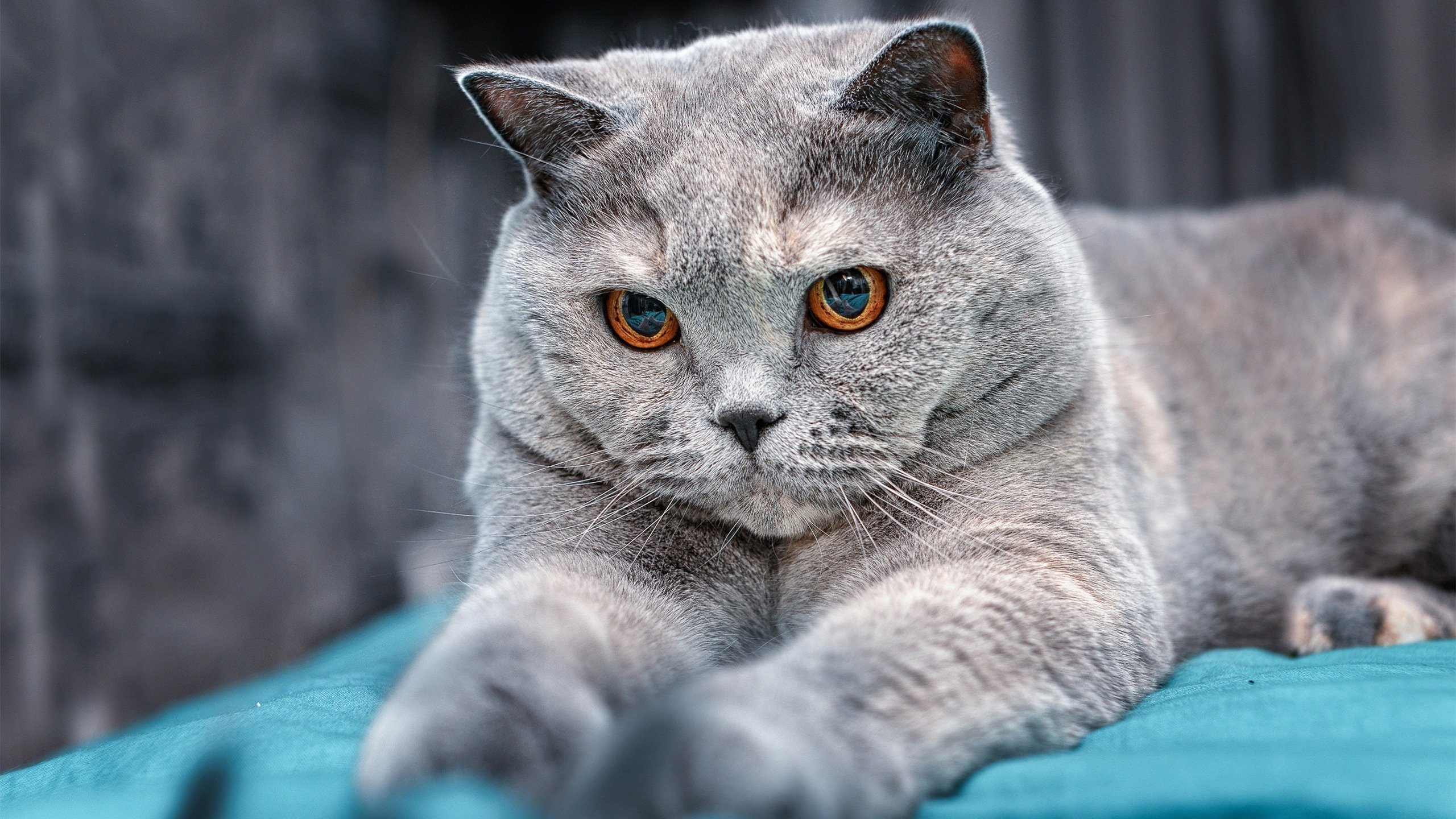 锡安炸裂表现征服客场,篮网战术铁笼彻底锁死老鹰