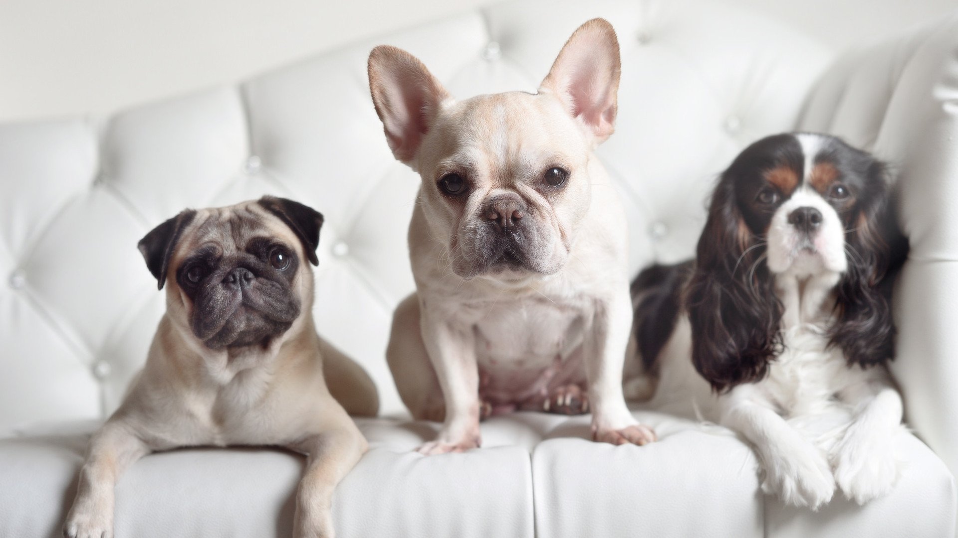 友谊赛烽火中的重炮宣言，当弗拉霍维奇不再等待