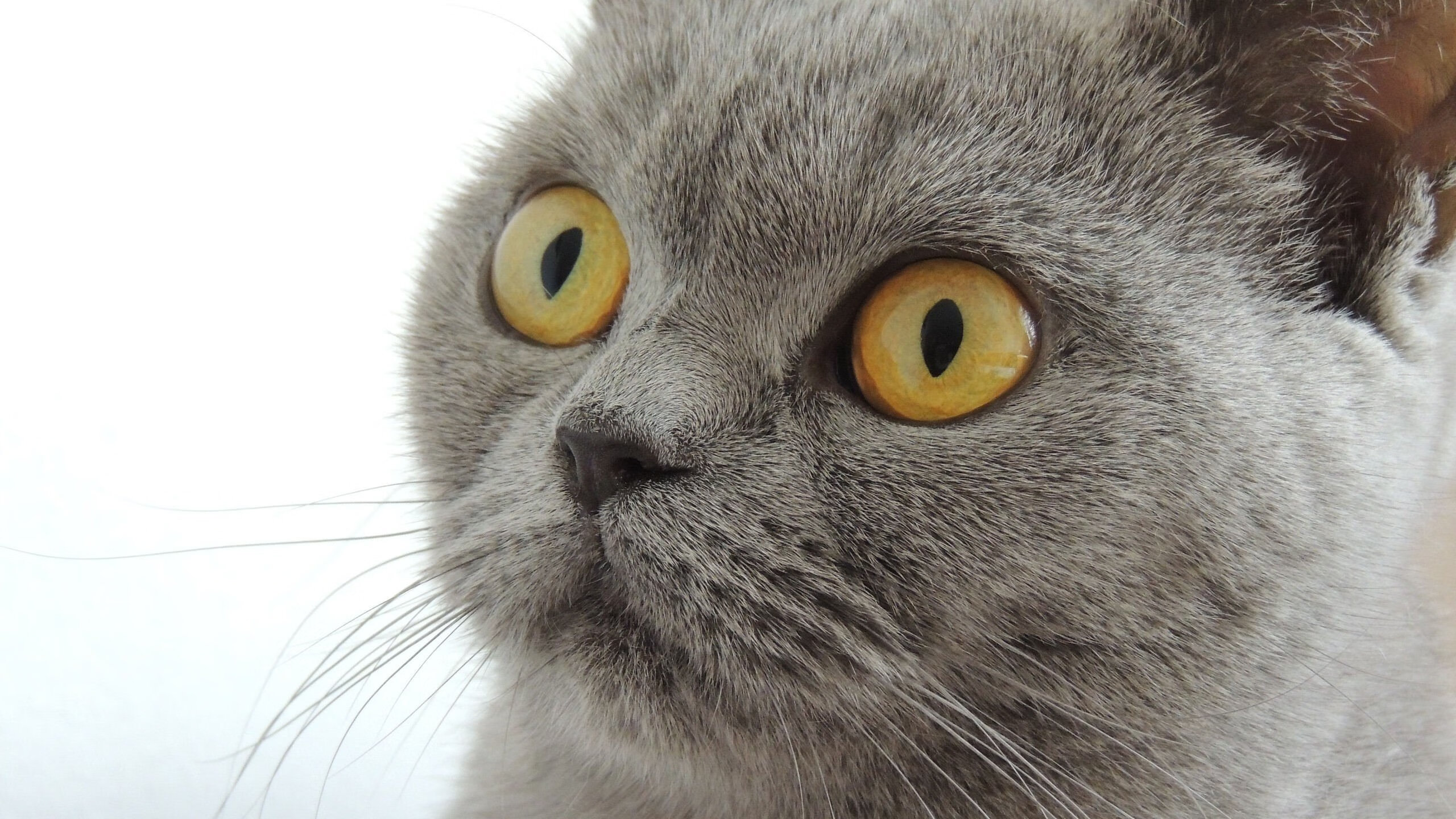 爆冷！新西兰补时绝杀荷兰，欧冠淘汰赛现历史性逆转