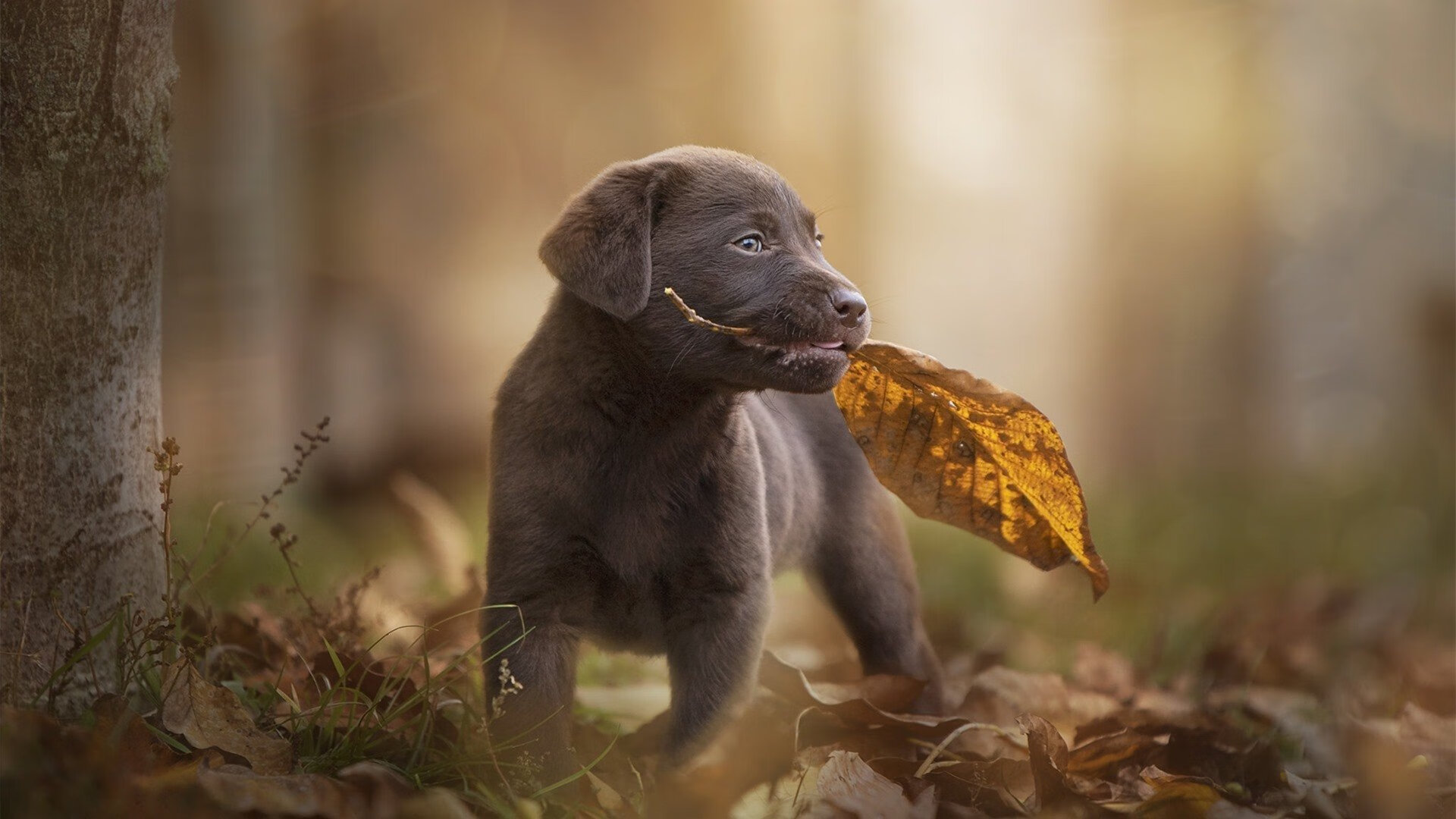 勒沃库森铁血封锁罗马，加克波闪耀东决关键战接管比赛