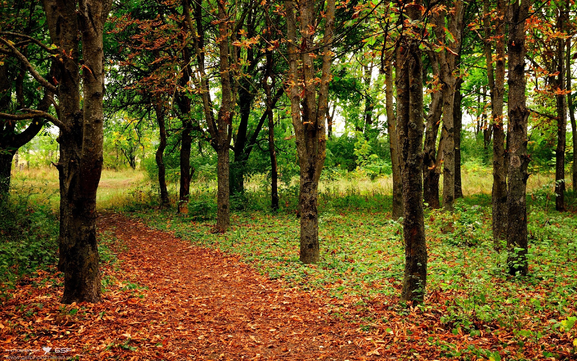 克莱鸣笛人吹响步行者冲锋号，团队篮球击溃黄蜂防线