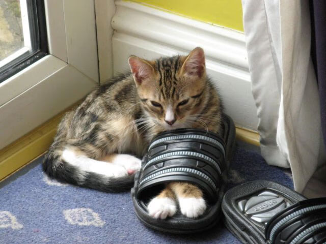 绿茵之上，乌克兰狂胜卡塔尔，2026世界杯引爆东欧风暴