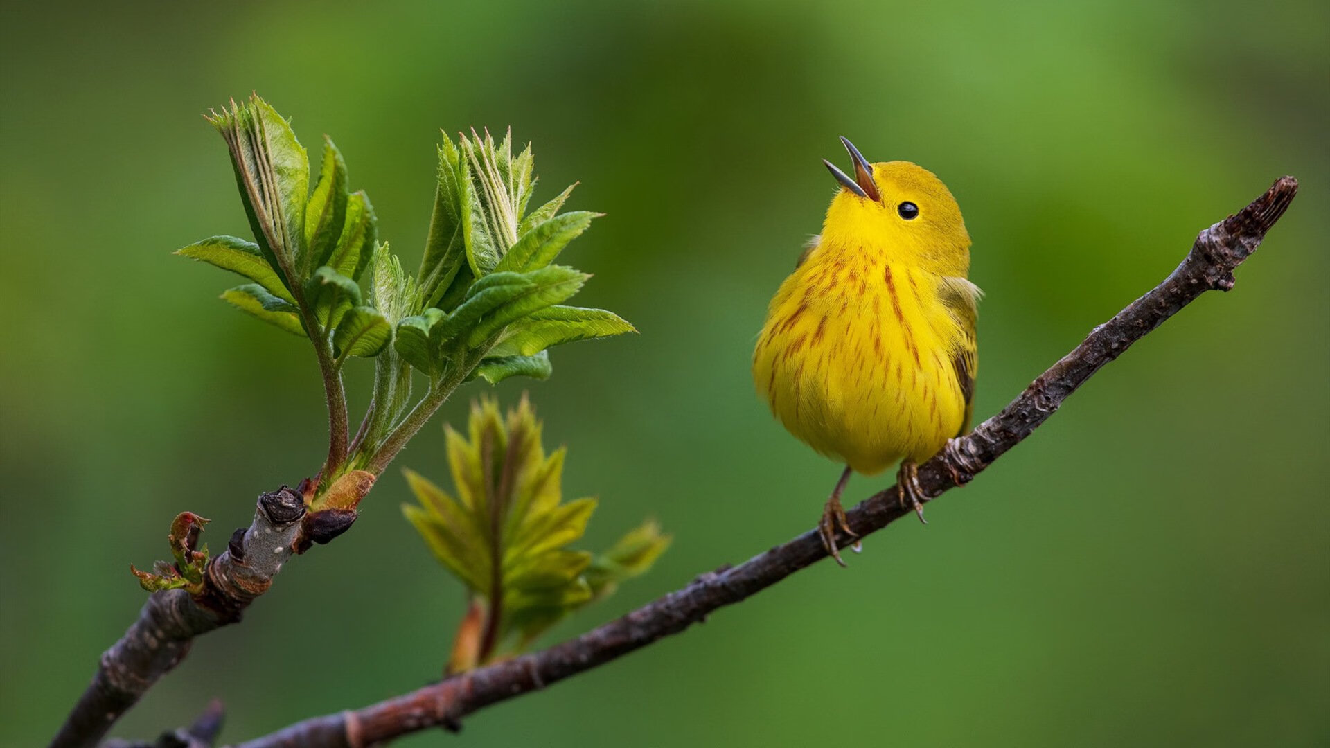 拉亚统治全场！曼城友谊赛1-0险胜克罗地亚，神级门将铸就钢铁防线