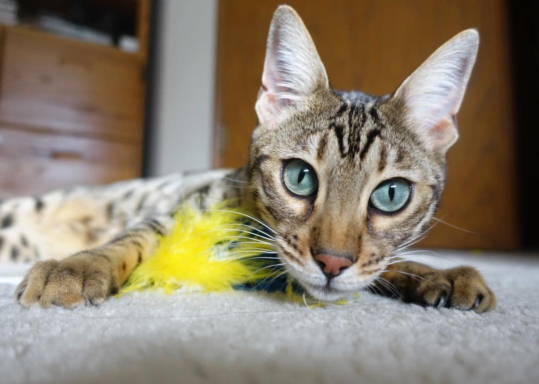 双线争锋，F1揭幕战引爆速度狂潮，凯尔特人轻取北京队展现实力